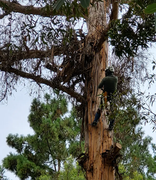 Certified arborist climbing a large eucalyptus tree in Murrieta