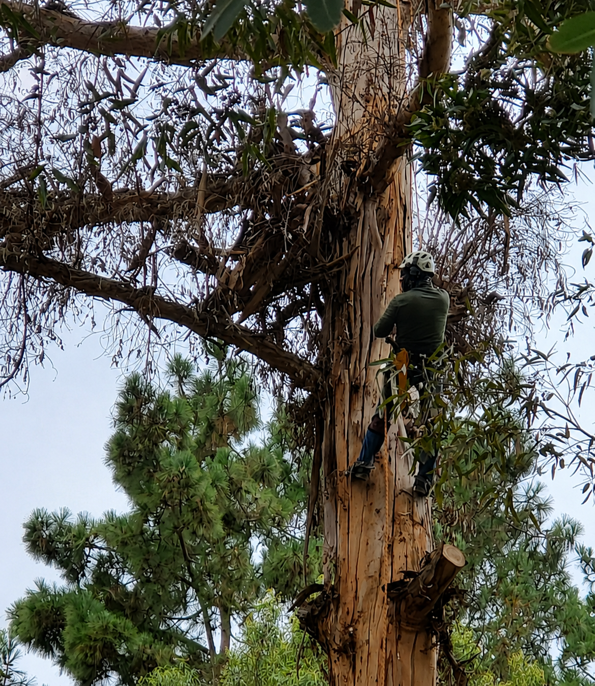 Certified arborist climbing a large eucalyptus tree in Murrieta